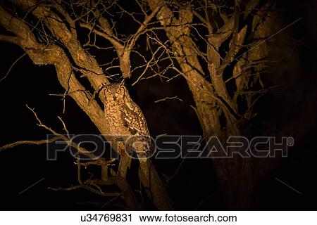 Stock Image - Giant Eagle Owl (Verreaux's owl) perched on branch at night, lit by flashlight, Okonjima, Namibia, South West Africa:. Fotosearch
