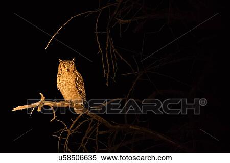 Stock Photography - Giant Eagle Owl (Verreaux's owl) perched on branch at night, lit by flashlight, Okonjima, Namibia, South West Africa:. Fotosearch