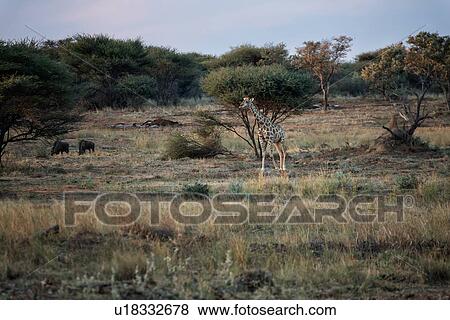 Giraffe walking on grassy plain with background trees, sunset sky, Okonjima, Namibia, South West Africa View Large Photo Image Stock Photo - Giraffe walking on grassy plain with background trees, sunset sky, Okonjima, Namibia, South West Africa. Fotosearch