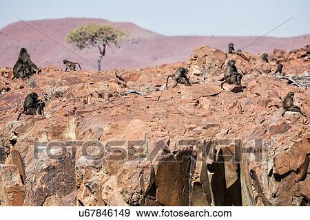 Stock Photo - Group of Chacma baboons sitting on rocky outcrop in Namib desert, with Etendeka mountains beyond, in early morning light, Palmwag Concession, Namibia, South West Africa. Fotosearch