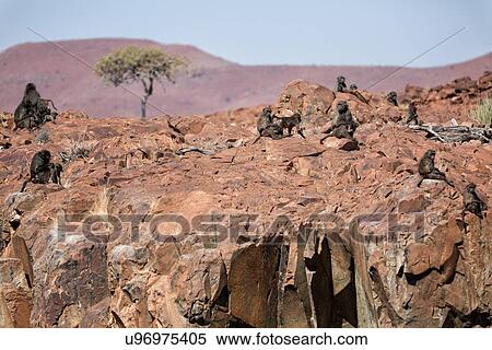 Stock Photography - Group of Chacma baboons sitting on rocky outcrop in Namib desert, with Etendeka mountains beyond, in early morning light, Palmwag Concession, Namibia, South West Africa. Fotosearch