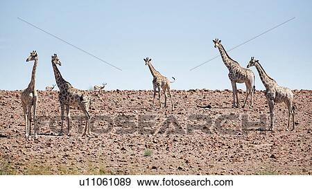 Stock Photo - Group of five giraffes standing in Namib desert with rocky terrain in early morning light, Palmwag Concession, Namibia, South West Africa. Fotosearch
