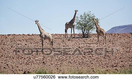 Stock Photograph - Group of five giraffes standing in Namib desert with rocky terrain, single acacia bush and Etendeka mountains beyond, in early morning light, Palmwag Concession, Namibia, South West Africa. Fotosearch