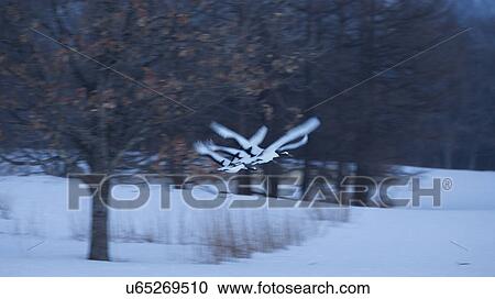 Group of Red Crowned Cranes flying at twilight: motion blur effect against red leaved oak tree, snowy ground and background forest, Akan, Hokkaido, Japan View Large Photo Image Stock Image - Group of Red Crowned Cranes flying at twilight: motion blur effect against red leaved oak tree, snowy ground and background forest, Akan, Hokkaido, Japan. Fotosearch