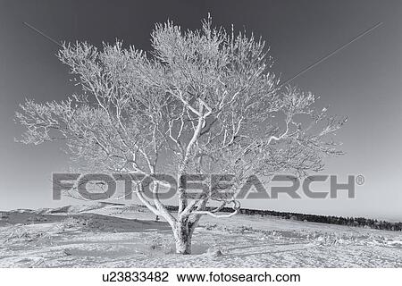 Stock Image - Hoar frost covered tree at sunrise, monochrome image, Bihoro Pass, Hokkaido, Japan. Fotosearch