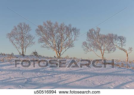 Hoar frost covered trees at sunrise with blue sky and golden light, Bihoro Pass, Hokkaido, Japan View Large Photo Image Picture - Hoar frost covered trees at sunrise with blue sky and golden light, Bihoro Pass, Hokkaido, Japan. Fotosearch