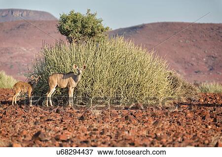 Kudus, mother and baby, standing in Namib desert with rocky terrain and euphorbia bushes, in early morning light, Palmwag Concession, Damaraland, Namibia, South West Africa View Large Photo Image Stock Photo - Kudus, mother and baby, standing in Namib desert with rocky terrain and euphorbia bushes, in early morning light, Palmwag Concession, Damaraland, Namibia, South West Africa. Fotosearch