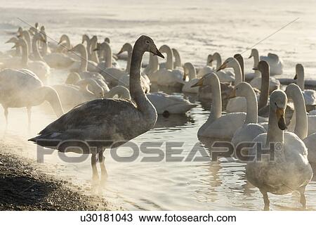 Stock Image - Large cygnet standing in flock of Whooper swans in water channel beside frozen lake in late afternoon golden sunlight with steam rising, Lake Kussharo, Hokkaido, Japan. Fotosearch