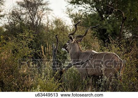 Stock Image - Male kudu standing in grass, grazing, with background trees, golden early morning light, side view close up, Okonjima, Namibia, South West Africa. Fotosearch
