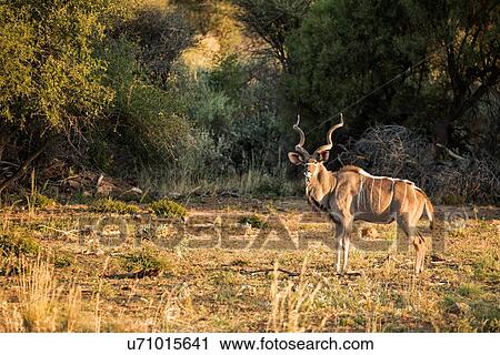 Stock Image - Male kudu standing with head turned to viewer, on plain with background trees, golden late afternoon light, Okonjima, Namibia, South West Africa. Fotosearch