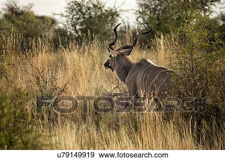 Male kudu walking in grass with background trees, golden early morning light, side view close up, Okonjima, Namibia, South West Africa View Large Photo Image Stock Photo - Male kudu walking in grass with background trees, golden early morning light, side view close up, Okonjima, Namibia, South West Africa. Fotosearch