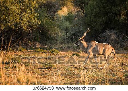 Male kudu walking on plain with background trees, golden late afternoon light, Okonjima, Namibia, South West Africa View Large Photo Image Stock Image - Male kudu walking on plain with background trees, golden late afternoon light, Okonjima, Namibia, South West Africa. Fotosearch