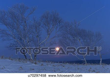 Moon setting behind hoar frost covered trees at dawn with blue sky, and pink horizon, Bihoro Pass, Hokkaido, Japan View Large Photo Image Stock Photo - Moon setting behind hoar frost covered trees at dawn with blue sky, and pink horizon, Bihoro Pass, Hokkaido, Japan. Fotosearch