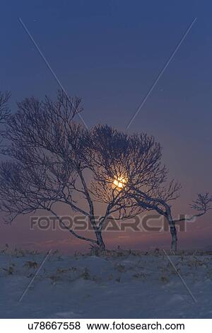 Moon setting behind hoar frost covered trees at dawn with blue sky, and pink horizon, Bihoro Pass, Hokkaido, Japan View Large Photo Image Stock Photo - Moon setting behind hoar frost covered trees at dawn with blue sky, and pink horizon, Bihoro Pass, Hokkaido, Japan. Fotosearch