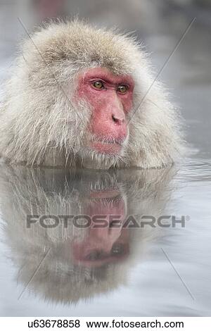 Stock Photo - Oblique view closeup of adult Japanese Macaque (snow monkey) in pool, with head and face reflected in water, Nagano, Japan. Fotosearch