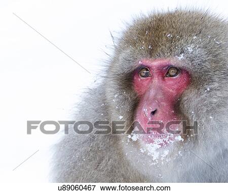Stock Photo - Oblique view closeup of adult Japanese Macaque (snow monkey) in snow, lower face covered with snow, Nagano, Japan. Fotosearch