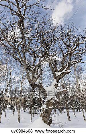 Old oak tree in forest, covered with snow on sunny afternoon with blue sky, Shiretoko Peninsula, Hokkaido, Japan View Large Photo Image Stock Photo - Old oak tree in forest, covered with snow on sunny afternoon with blue sky, Shiretoko Peninsula, Hokkaido, Japan. Fotosearch