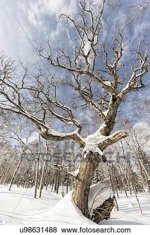 Old oak tree in forest, covered with snow on sunny afternoon with blue sky, Shiretoko Peninsula, Hokkaido, Japan View Large Photo Image Stock Photo - Old oak tree in forest, covered with snow on sunny afternoon with blue sky, Shiretoko Peninsula, Hokkaido, Japan. Fotosearch