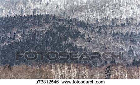 Patterns on the hill: deciduous and evergreen trees with partial snow covering, Shiretoko Peninsula, Hokkaido, Japan View Large Photo Image Stock Photograph - Patterns on the hill: deciduous and evergreen trees with partial snow covering, Shiretoko Peninsula, Hokkaido, Japan. Fotosearch