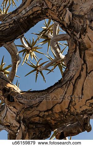 Quiver tree (kokerboom) in the quiver tree (aloe dichotoma) forest near Keetmanshoop close up detail, as seen from below, looking up through branches to blue sky, Namibia, South West Africa View Large Photo Image Stock Photo - Quiver tree (kokerboom) in the quiver tree (aloe dichotoma) forest near Keetmanshoop close up detail, as seen from below, looking up through branches to blue sky, Namibia, South West Africa. Fotosearch