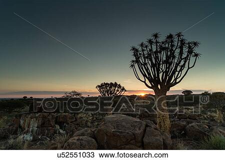 Quiver trees (kokerboom) in the quiver tree (aloe dichotoma) forest near Keetmanshoop at sunset with last of red sun on horizon, Namibia, South West Africa View Large Photo Image Stock Image - Quiver trees (kokerboom) in the quiver tree (aloe dichotoma) forest near Keetmanshoop at sunset with last of red sun on horizon, Namibia, South West Africa. Fotosearch