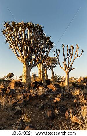 Quiver trees (kokerboom) in the quiver tree (aloe dichotoma) forest near Keetmanshoop in late afternoon golden sunshine, Namibia, South West Africa View Large Photo Image Stock Image - Quiver trees (kokerboom) in the quiver tree (aloe dichotoma) forest near Keetmanshoop in late afternoon golden sunshine, Namibia, South West Africa. Fotosearch