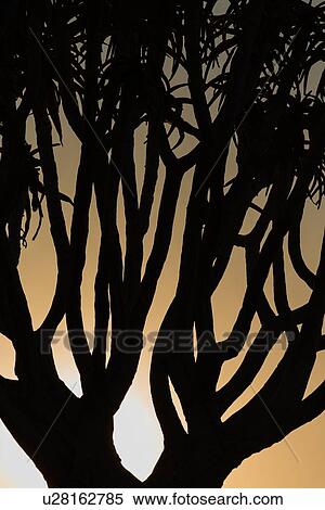 Quiver trees (kokerboom) silhouette in the quiver tree (aloe dichotoma) forest near Keetmanshoop at dawn, close up detail, with sun rising in pale yellow sky, Namibia, South West Africa View Large Photo Image Stock Photography - Quiver trees (kokerboom) silhouette in the quiver tree (aloe dichotoma) forest near Keetmanshoop at dawn, close up detail, with sun rising in pale yellow sky, Namibia, South West Africa. Fotosearch