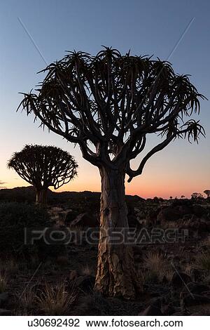 Quiver trees (kokerboom) silhouettes in the quiver tree (aloe dichotoma) forest near Keetmanshoop at twilight, with blue and pink sky, Namibia, South West Africa View Large Photo Image Stock Image - Quiver trees (kokerboom) silhouettes in the quiver tree (aloe dichotoma) forest near Keetmanshoop at twilight, with blue and pink sky, Namibia, South West Africa. Fotosearch