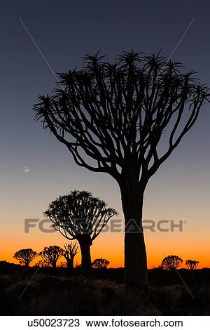 Stock Image - Quiver trees (kokerboom) silhouettes in the quiver tree (aloe dichotoma) forest near Keetmanshoop at dawn, with crescent moon in blue and orange sky, Namibia, South West Africa. Fotosearch