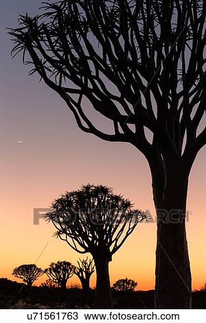 Quiver trees (kokerboom) silhouettes in the quiver tree (aloe dichotoma) forest near Keetmanshoop at dawn, with crescent moon in blue, pink and yellow sky, Namibia, South West Africa View Large Photo Image Stock Image - Quiver trees (kokerboom) silhouettes in the quiver tree (aloe dichotoma) forest near Keetmanshoop at dawn, with crescent moon in blue, pink and yellow sky, Namibia, South West Africa. Fotosearch