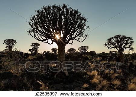 Stock Photo - Quiver trees (kokerboom) silhouettes in the quiver tree (aloe dichotoma) forest near Keetmanshoop at dawn, with sun rising in pale blue morning sky, Namibia, South West Africa. Fotosearch