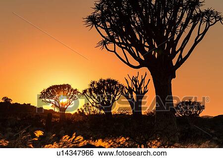 Quiver trees (kokerboom) silhouettes in the quiver tree (aloe dichotoma) forest near Keetmanshoop at dawn, with sun rising in orange sky, Namibia, South West Africa View Large Photo Image Stock Photograph - Quiver trees (kokerboom) silhouettes in the quiver tree (aloe dichotoma) forest near Keetmanshoop at dawn, with sun rising in orange sky, Namibia, South West Africa. Fotosearch