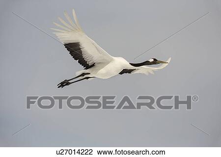 Stock Image - Red crowned crane in flight against blue sky background, Akan, Hokkaido, Japan. Fotosearch