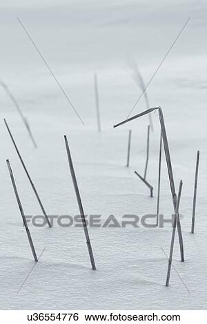 Reeds in the snow forming pattern of lines, Shiretoko Peninsula, Hokkaido, Japan View Large Photo Image Stock Photograph - Reeds in the snow forming pattern of lines, Shiretoko Peninsula, Hokkaido, Japan. Fotosearch