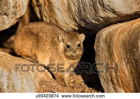 Picture - Rock hyrax sitting on rock at sunrise in golden light, framed by rocks, Namibia, South West Africa. Fotosearch
