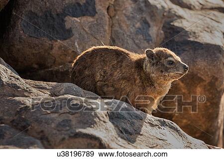 Stock Photo - Rock hyrax sitting on rock at sunrise in golden light, framed by rocks, Namibia, South West Africa. Fotosearch