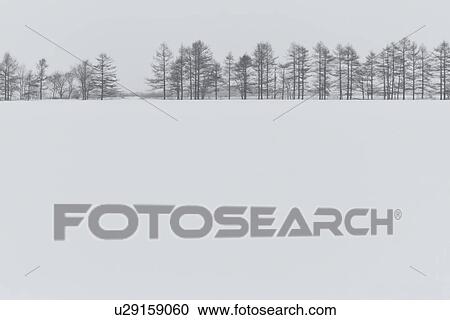 Row of bare trees in distance with snowy surround, and pale sky, monochrome image, Akan, Hokkaido, Japan View Large Photo Image Stock Image - Row of bare trees in distance with snowy surround, and pale sky, monochrome image, Akan, Hokkaido, Japan. Fotosearch