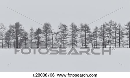 Stock Photograph - Row of bare trees in distance with snowy surround, and pale sky, monochrome image, Akan, Hokkaido, Japan. Fotosearch