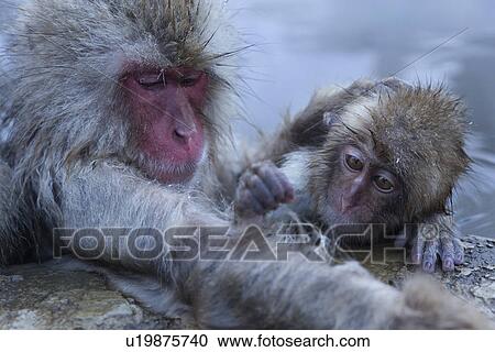 Stock Image - Side view closeup of adult Japanese Macaque (snow monkey) at edge of pool, with baby, grooming, in water, Nagano, Japan. Fotosearch