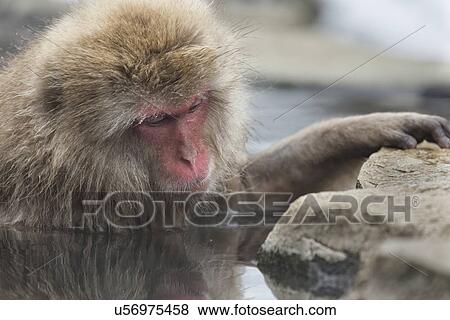 Side view closeup of adult Japanese Macaque (snow monkey) at edge of pool, with partial reflection in water, Nagano, Japan View Large Photo Image Stock Photo - Side view closeup of adult Japanese Macaque (snow monkey) at edge of pool, with partial reflection in water, Nagano, Japan. Fotosearch