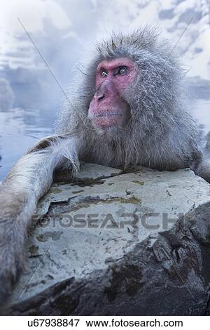 Stock Photo - Side view closeup of adult Japanese Macaque (snow monkey) at edge of pool, resting arm on rock, snow reflected in water background, Nagano, Japan. Fotosearch