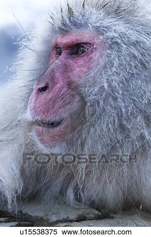 Stock Photography - Side view closeup of adult Japanese Macaque (snow monkey) at edge of pool, snow reflected in water background, Nagano, Japan. Fotosearch