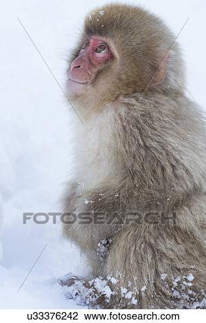 Side view closeup of young Japanese Macaque (snow monkey) crouching in snow, and looking upwards, Nagano, Japan View Large Photo Image Stock Image - Side view closeup of young Japanese Macaque (snow monkey) crouching in snow, and looking upwards, Nagano, Japan. Fotosearch