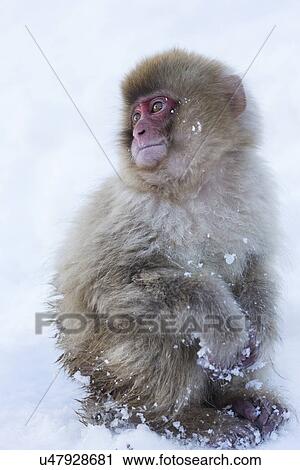 Side view closeup of young Japanese Macaque (snow monkey) crouching in snow, and looking behind him, Nagano, Japan View Large Photo Image Stock Image - Side view closeup of young Japanese Macaque (snow monkey) crouching in snow, and looking behind him, Nagano, Japan. Fotosearch