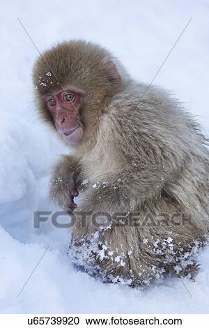 Side view closeup of young Japanese Macaque (snow monkey) crouching in snow, Nagano, Japan View Large Photo Image Stock Image - Side view closeup of young Japanese Macaque (snow monkey) crouching in snow, Nagano, Japan. Fotosearch