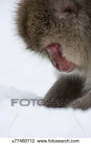 Stock Image - Side view closeup of young Japanese Macaque (snow monkey) digging in snow, Nagano, Japan. Fotosearch