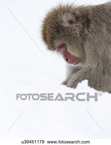 Side view closeup of young Japanese Macaque (snow monkey) digging in snow, Nagano, Japan View Large Photo Image Stock Photo - Side view closeup of young Japanese Macaque (snow monkey) digging in snow, Nagano, Japan. Fotosearch