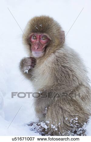 Side view closeup of young Japanese Macaque (snow monkey) crouching in snow, and looking upwards, Nagano, Japan View Large Photo Image Stock Photo - Side view closeup of young Japanese Macaque (snow monkey) crouching in snow, and looking upwards, Nagano, Japan. Fotosearch