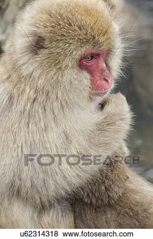 Stock Photo - Side view closeup of young Japanese Macaque (snow monkey) in pool, Nagano, Japan. Fotosearch