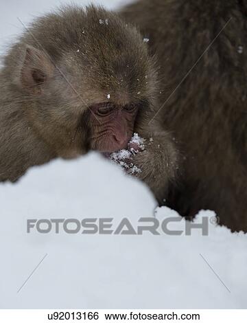 Stock Photograph - Side view closeup of young Japanese Macaque (snow monkey) eating snow, Nagano, Japan. Fotosearch